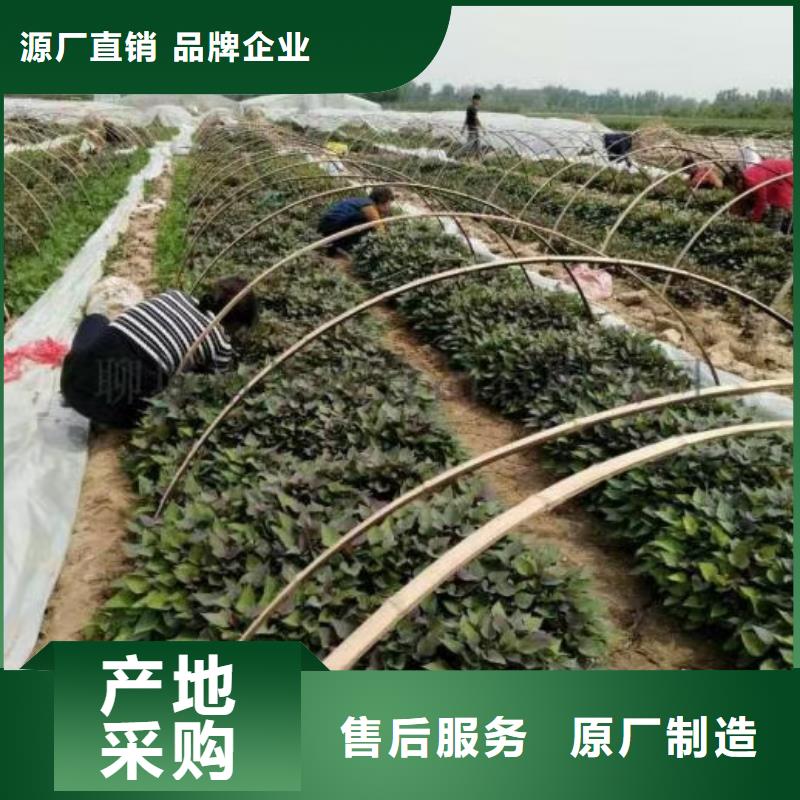 紫地瓜苗子多少钱一棵