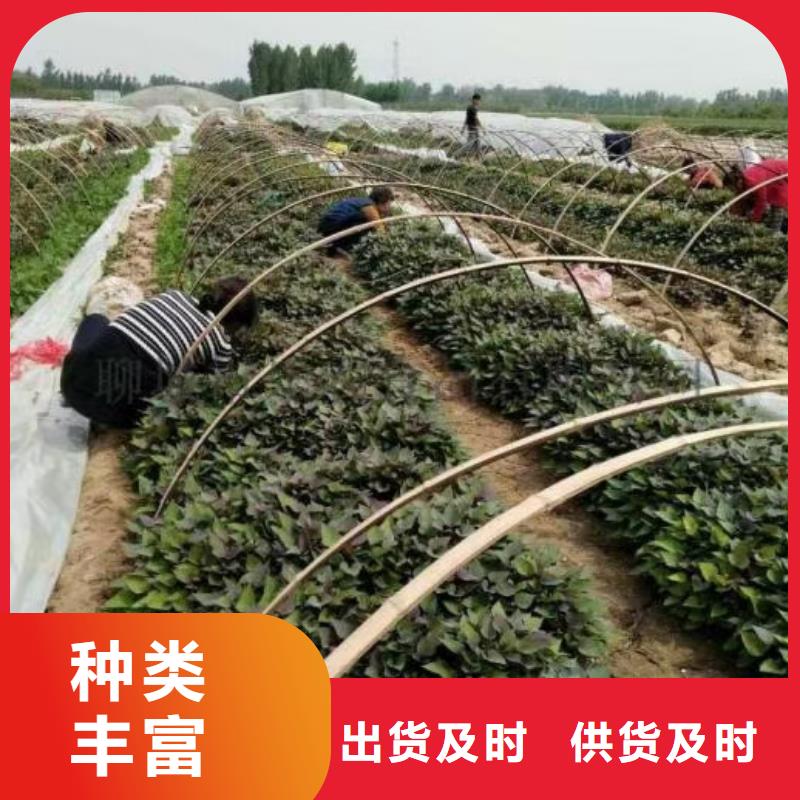 紫薯苗（济黑2号）欢迎致电