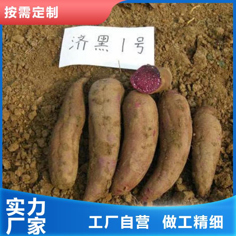 鲜食型紫薯苗厂家