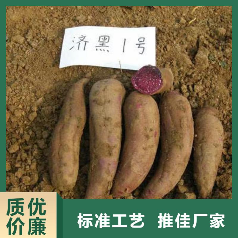 紫甘薯苗怎么培育