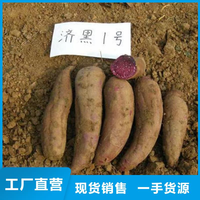 紫薯苗子批发