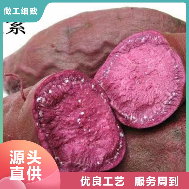 紫罗兰紫薯苗欢迎实地考察