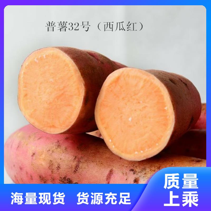 紫罗兰紫薯苗品种介绍