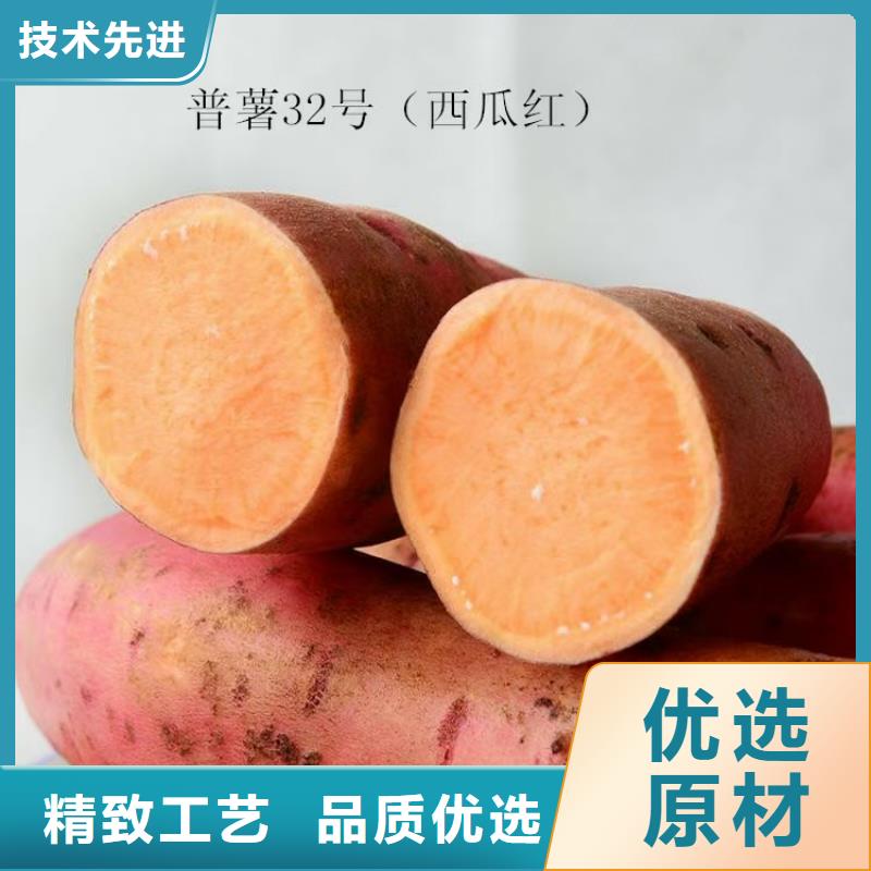 高产红薯苗（预售中）实时报价