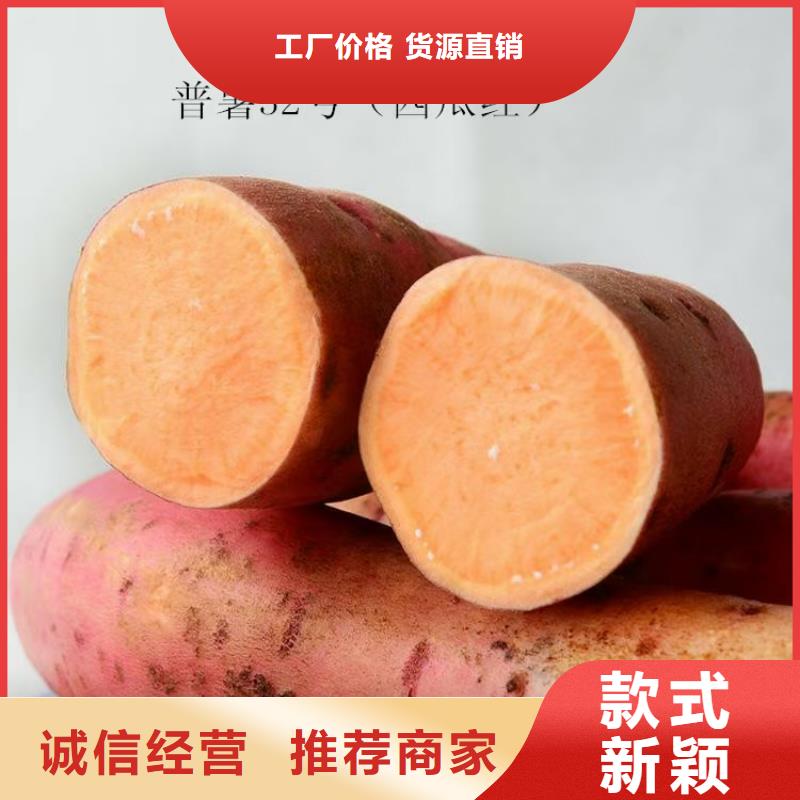 紫薯苗子销售
