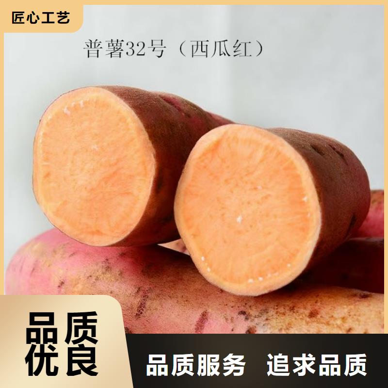 紫薯苗种植基地