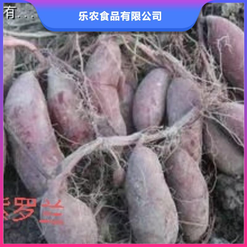 紫地瓜苗子供应