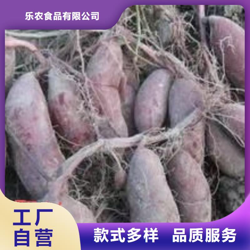 紫甘薯苗种植基地