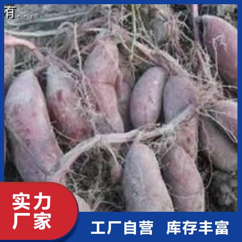 紫薯苗（济黑2号上市）培育技术
