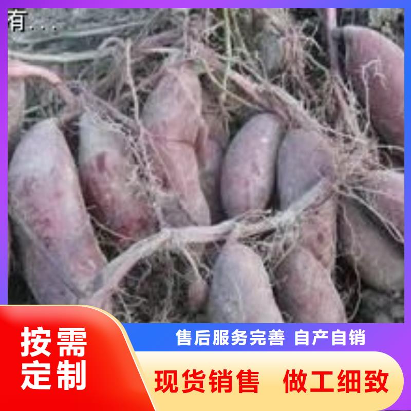 紫地瓜苗子多少钱一棵