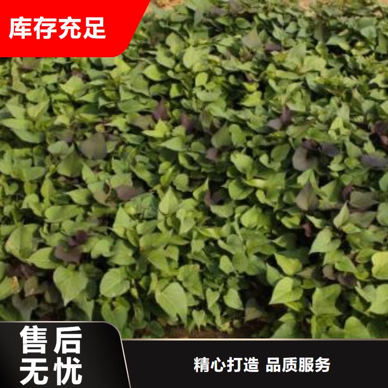 绫紫薯苗管理方式