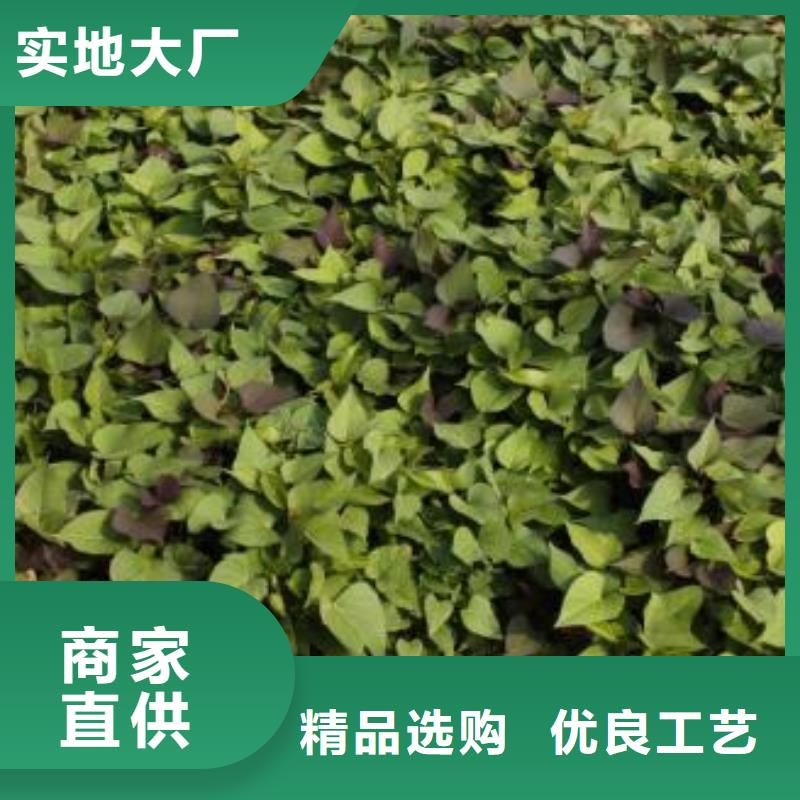 绫紫薯苗基地直销