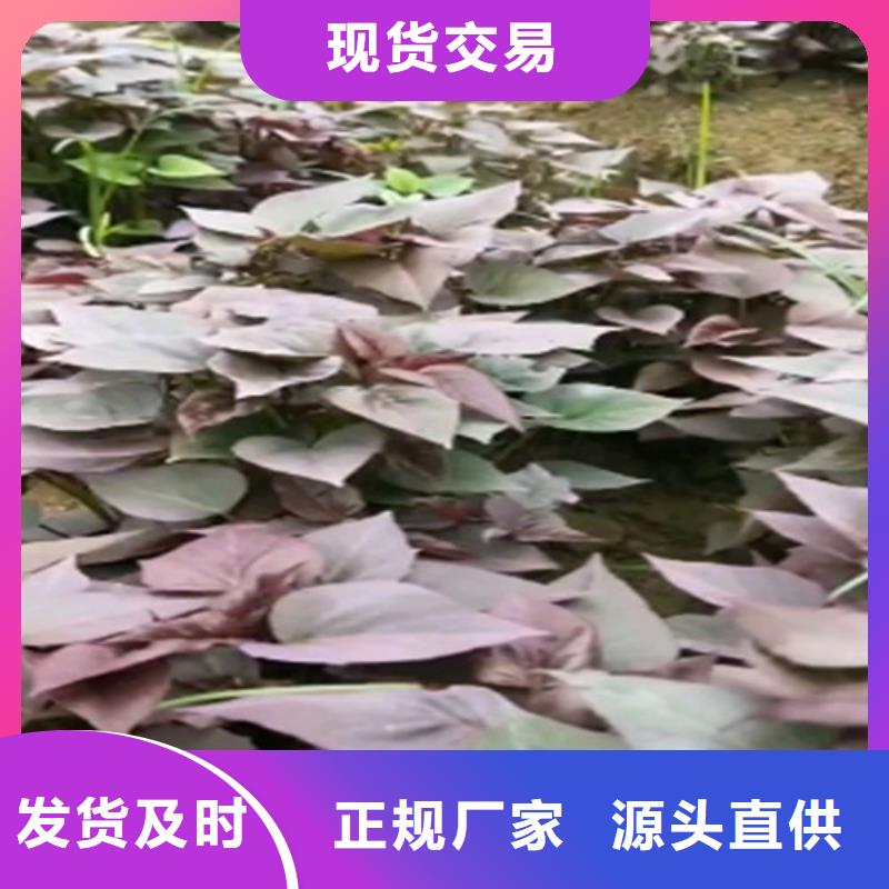 紫薯苗子电话