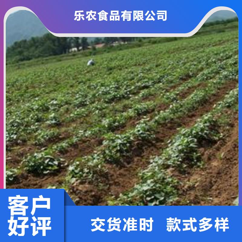 鲜食型紫薯苗批发