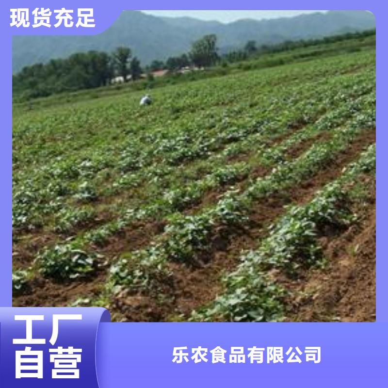 紫薯苗（济黑2号）源头厂家