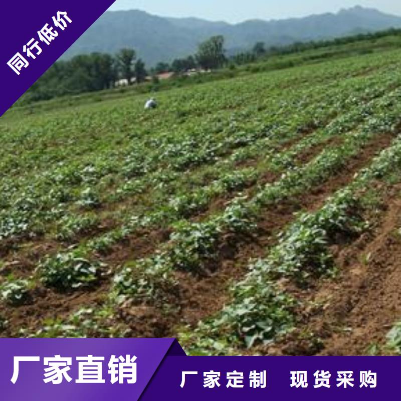 紫薯苗子2025新苗上市