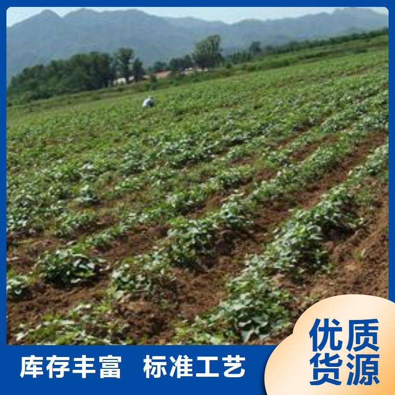 鲜食型紫薯苗保回收