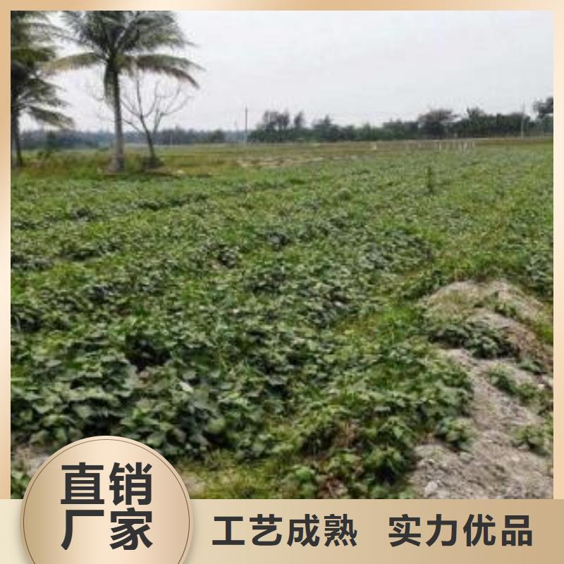 紫薯苗（济黑2号）源头厂家