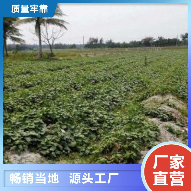 东风8号紫薯苗出售