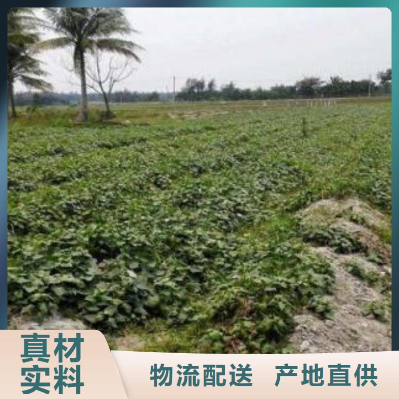 鲜食型紫薯苗哪里有卖的
