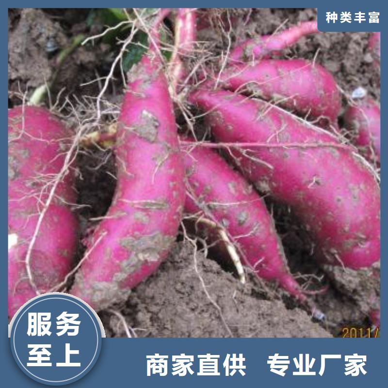 紫薯苗种植基地