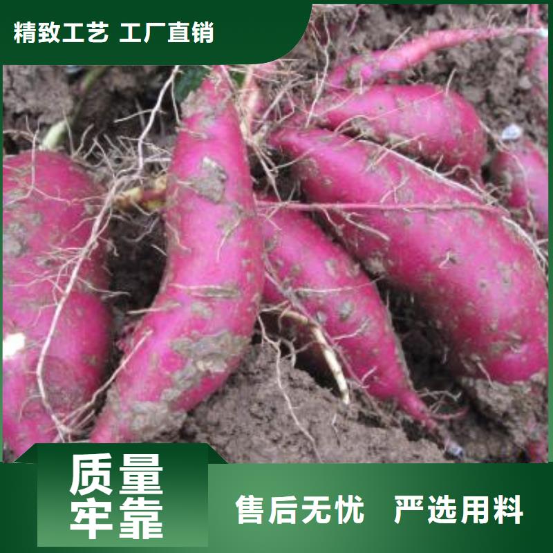 紫甘薯苗批发