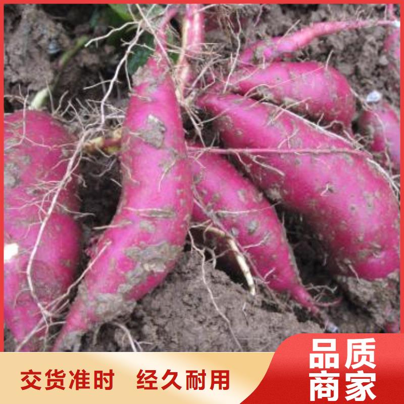 绫紫薯苗管理方式