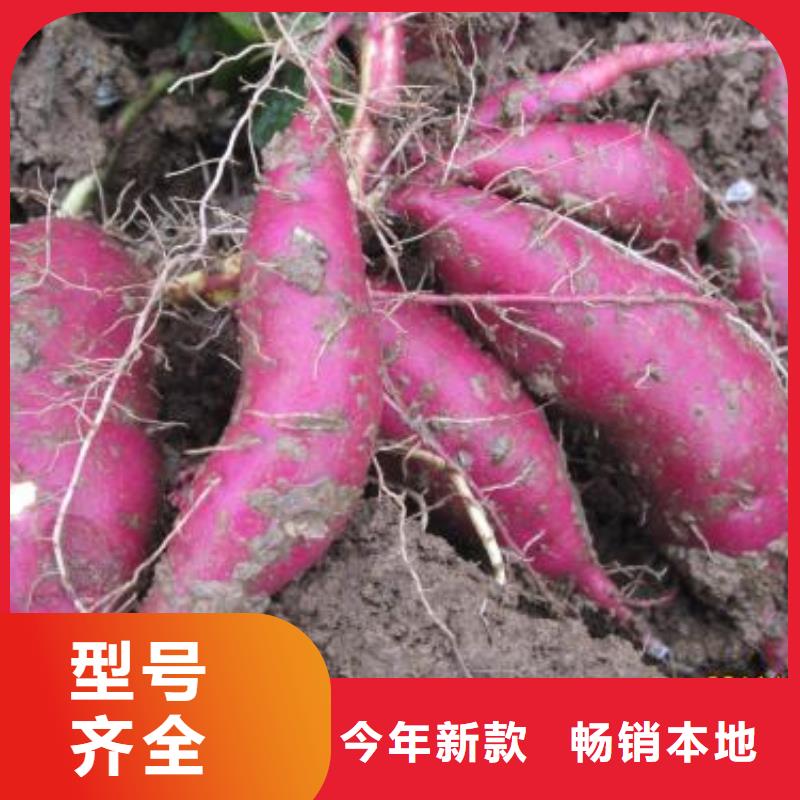 紫薯苗子批发