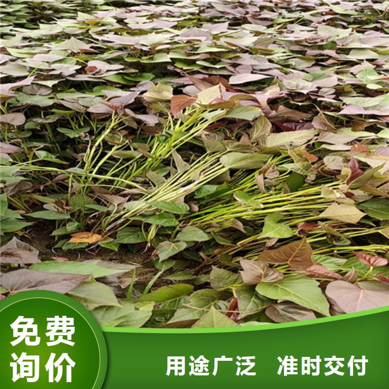 红薯苗（西瓜红）多少钱一棵