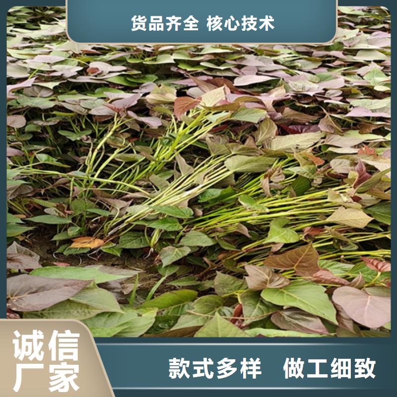 鲜食型紫薯苗厂家