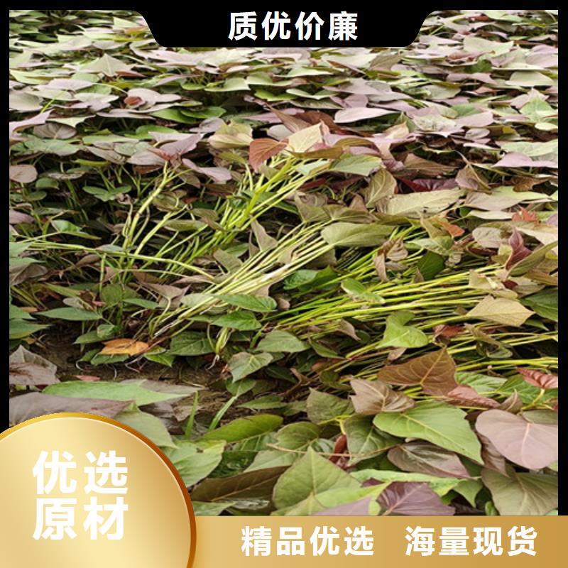 紫地瓜苗子保回收