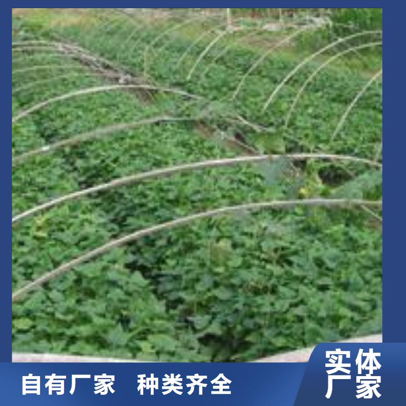 紫薯苗栽培时间