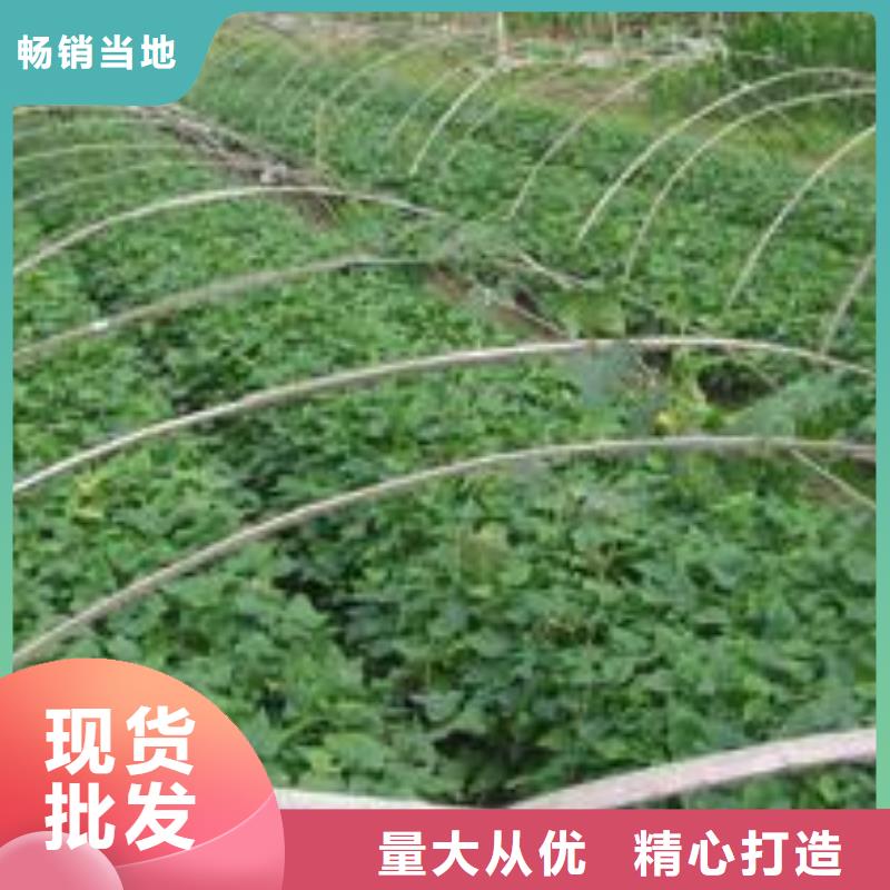 脱毒红薯苗（西瓜红）区别