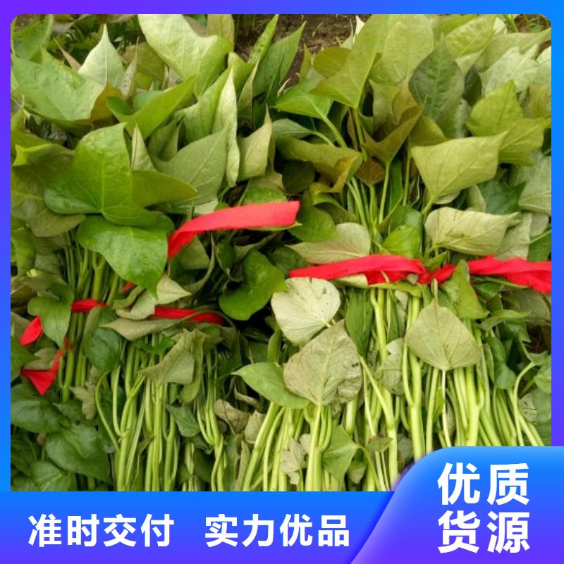 紫薯苗（济黑2号）多少钱一棵