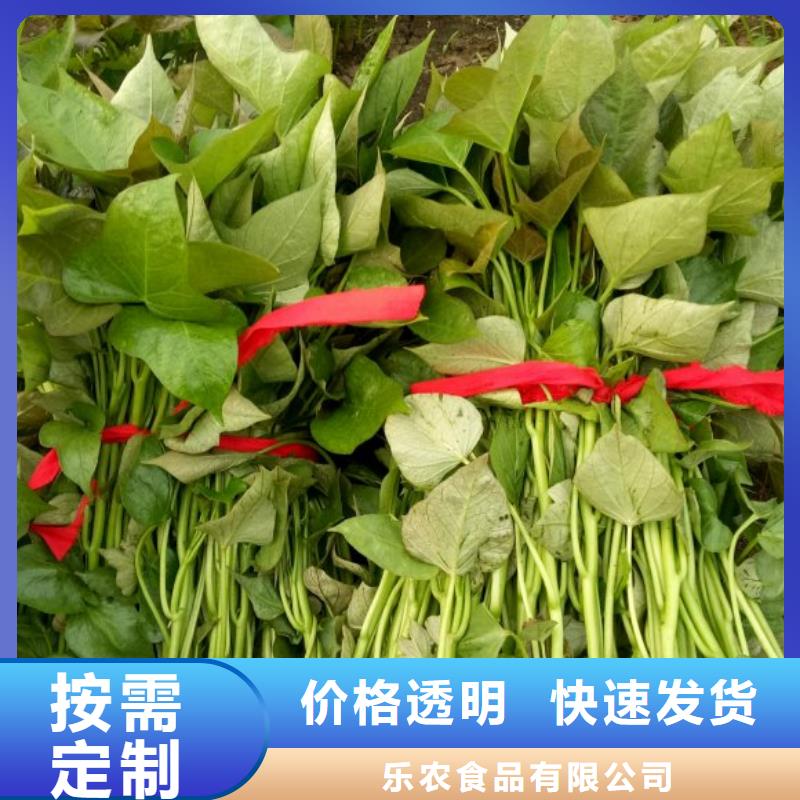 紫薯苗子多少钱一棵