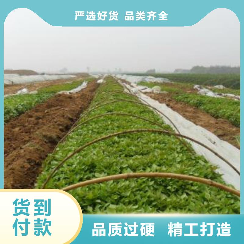 紫薯苗子多少钱一棵