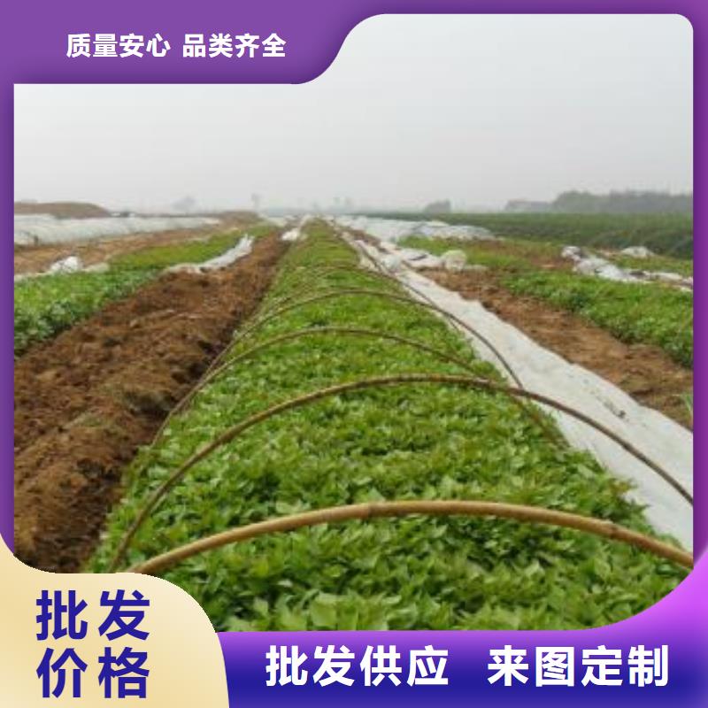 紫地瓜苗种植厂家