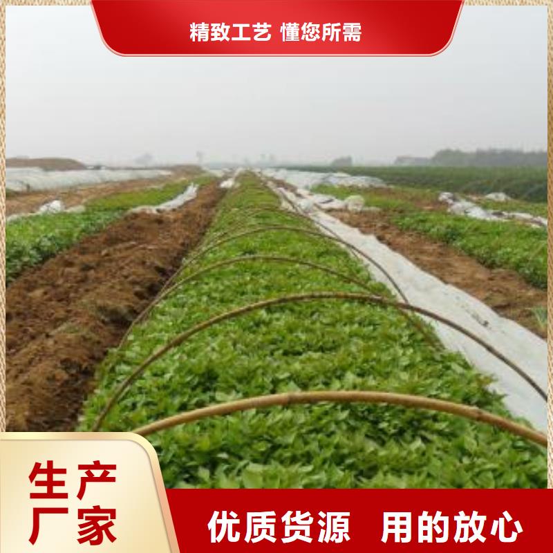 脱毒紫薯苗什么时候种