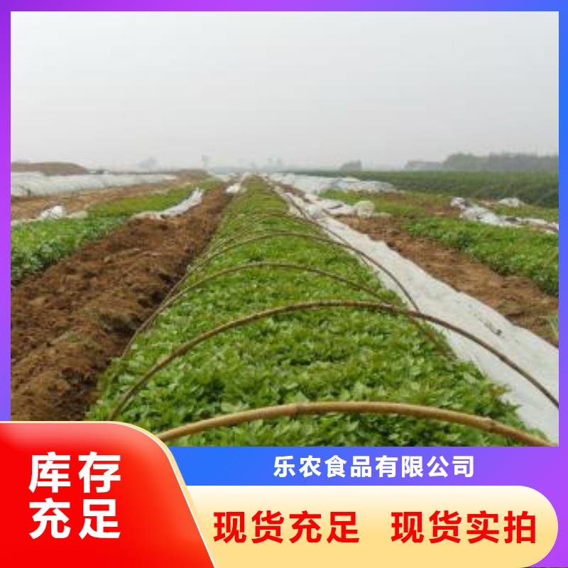 紫甘薯苗怎么培育