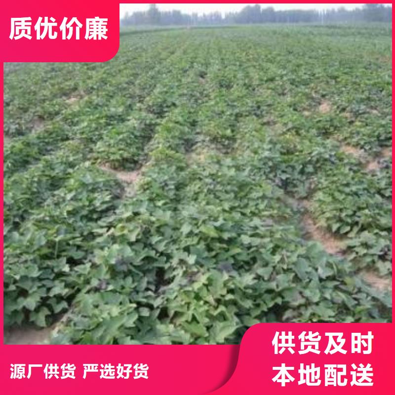 紫薯苗子多少钱一棵