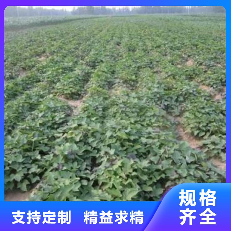 绫紫薯苗产地