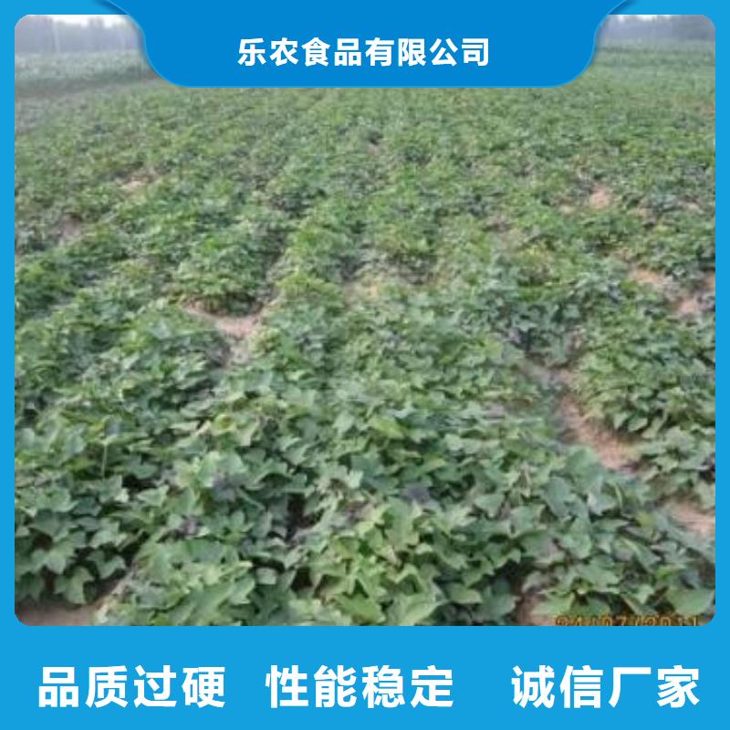 紫薯苗（济黑2号）市场报价