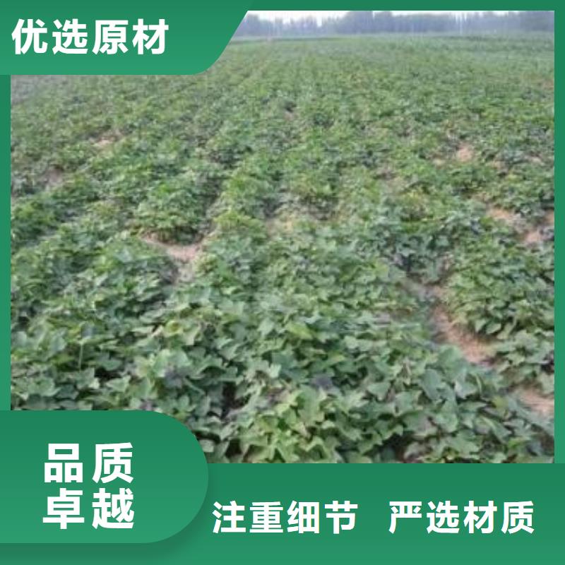 济黑1号紫薯苗欢迎实地考察