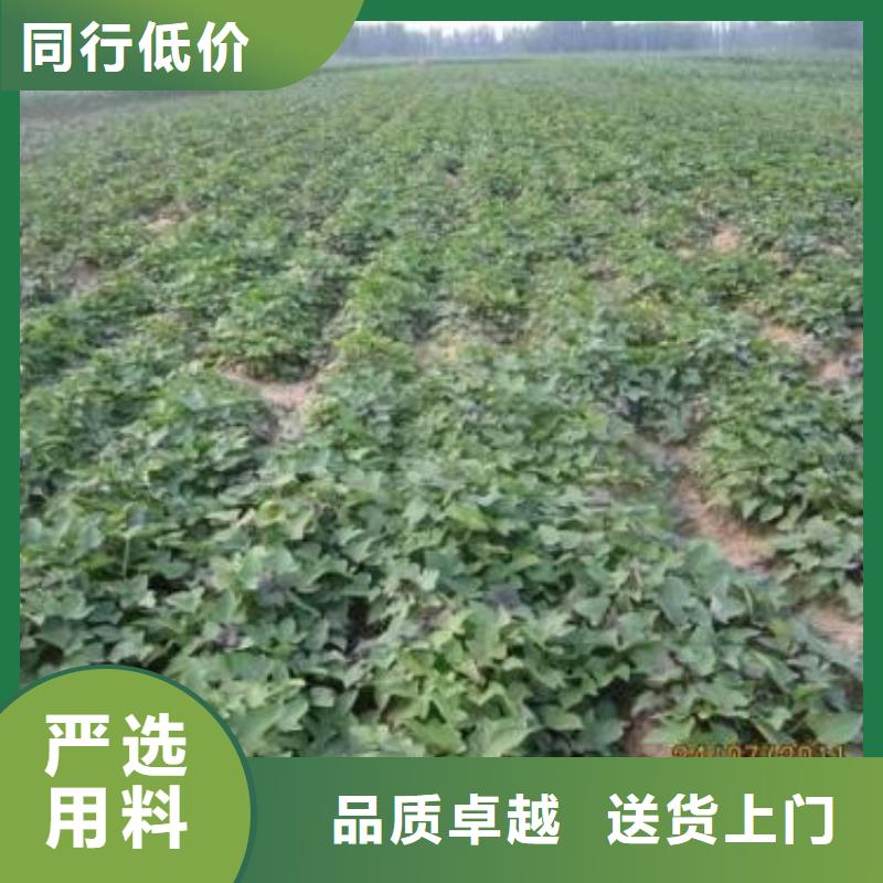 紫地瓜苗报价
