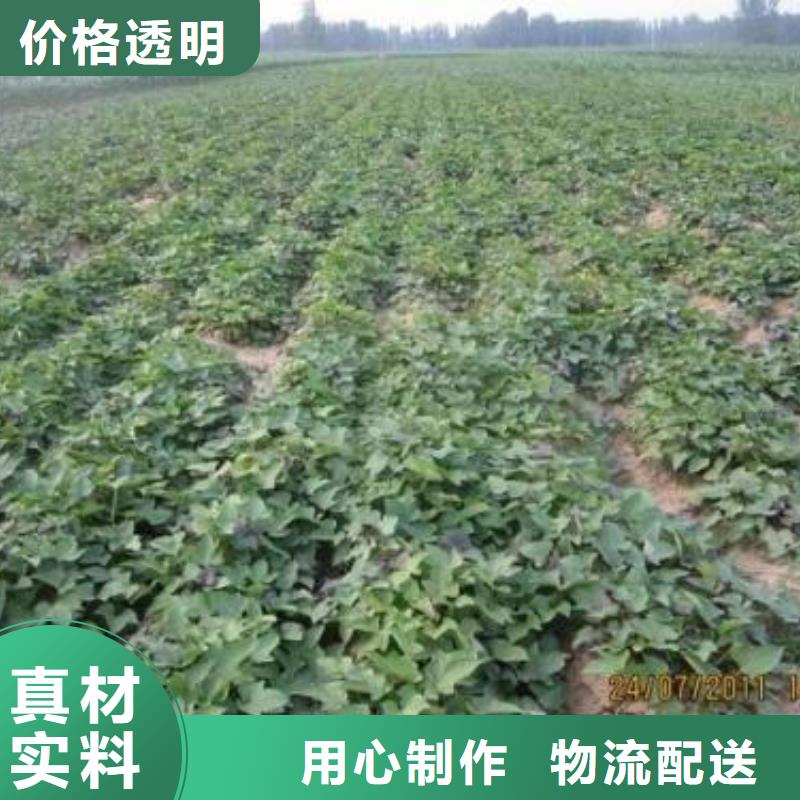 紫地瓜苗子2025新苗上市