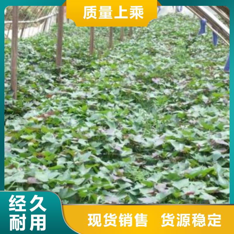 济黑1号紫薯苗专业培育基地