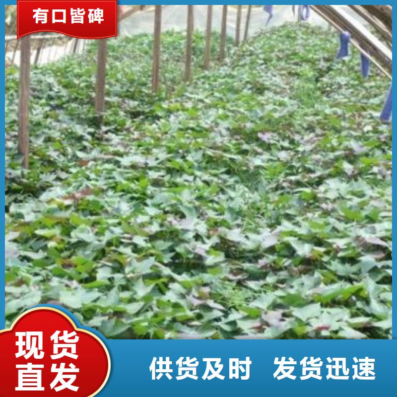 紫地瓜苗子供应