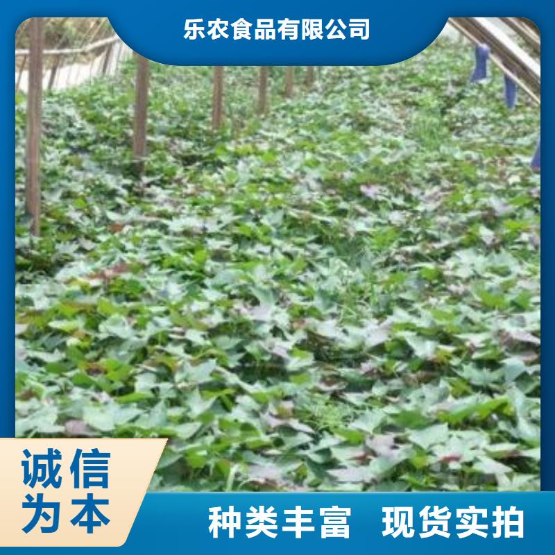 紫薯苗（济黑2号上市）火爆销售