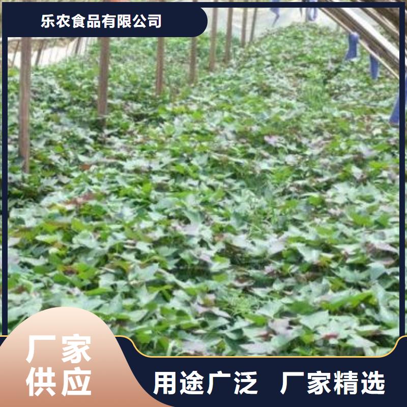 紫薯苗（济黑2号）源头厂家