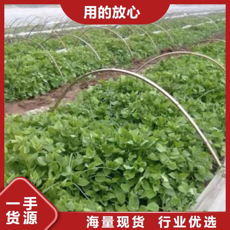 紫薯种子怎么培育